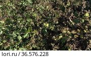 Густые заросли лопуха войлочного. Вид с воздуха. Dense thickets of woolly burdock (Arctium tomentosum). Aerial view. Стоковое видео, видеограф Евгений Романов / Фотобанк Лори