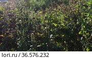 Густые заросли лопуха войлочного. Вид с воздуха. Dense thickets of woolly burdock (Arctium tomentosum). Aerial view. Стоковое видео, видеограф Евгений Романов / Фотобанк Лори