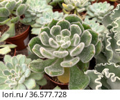 Succulent Echeveria bristly (Latin - Echeveria setosa) Стоковое фото, фотограф Irina Opachevsky / Фотобанк Лори