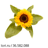 Helianthus annuus, the common sunflower, isolated on white background. Стоковое фото, фотограф Tamara Kulikova / Фотобанк Лори