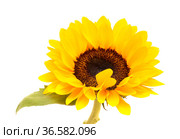 Helianthus annuus, the common sunflower, isolated on white background. Стоковое фото, фотограф Tamara Kulikova / Фотобанк Лори