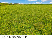 Сельскохозяйственные посевы астрагала перепончатого. Вид с воздуха. Field of Mongolian milkvetch (Astragalus membranaceus). Aerial view. Стоковое фото, фотограф Евгений Романов / Фотобанк Лори