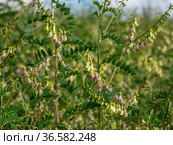 Сельскохозяйственные посевы астрагала перепончатого. Field of Mongolian milkvetch (Astragalus membranaceus). Стоковое фото, фотограф Евгений Романов / Фотобанк Лори