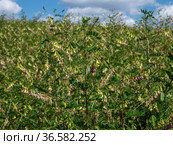 Сельскохозяйственные посевы астрагала перепончатого. Field of Mongolian milkvetch (Astragalus membranaceus). Стоковое фото, фотограф Евгений Романов / Фотобанк Лори