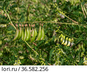 Сельскохозяйственные посевы астрагала перепончатого. Field of Mongolian milkvetch (Astragalus membranaceus). Стоковое фото, фотограф Евгений Романов / Фотобанк Лори