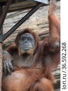 Суматранский орангутан (Sumatran orangutan) в Московском зоопарке (2021 год). Редакционное фото, фотограф Free Wind / Фотобанк Лори