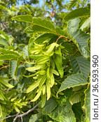 Семена граба обыкновенного (Carpinus betulus) Стоковое фото, фотограф Мария Кылосова / Фотобанк Лори