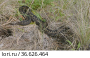 Южный Урал. Гадюка обыкновенная в траве. Southern Urals. Common European viper in the grass. Стоковое видео, видеограф Евгений Романов / Фотобанк Лори