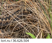 Южный Урал. Гадюка обыкновенная в траве. Southern Urals. Common European viper in the grass. Стоковое фото, фотограф Евгений Романов / Фотобанк Лори