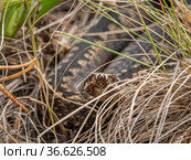 Южный Урал. Гадюка обыкновенная в траве. Southern Urals. Common European viper in the grass. Стоковое фото, фотограф Евгений Романов / Фотобанк Лори