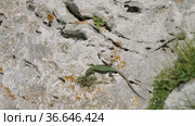 Северный Кавказ. Кавказская ящерица в период размножения. North Caucasus. Caucasian lizards (Darevskia caucasica) during the breeding season. Стоковое видео, видеограф Евгений Романов / Фотобанк Лори