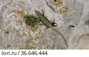 Северный Кавказ. Кавказская ящерица в период размножения. North Caucasus. Caucasian lizards (Darevskia caucasica) during the breeding season. Стоковое видео, видеограф Евгений Романов / Фотобанк Лори