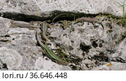 Северный Кавказ. Кавказская ящерица в период размножения. North Caucasus. Caucasian lizards (Darevskia caucasica) during the breeding season. Стоковое видео, видеограф Евгений Романов / Фотобанк Лори