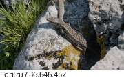Северный Кавказ. Кавказская ящерица в период размножения. North Caucasus. Caucasian lizards (Darevskia caucasica) during the breeding season. Стоковое видео, видеограф Евгений Романов / Фотобанк Лори