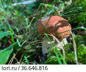 Cep, white mushroom or boletus - with brown cap one in the forest. Стоковое фото, фотограф Victoria Ivanova / Фотобанк Лори
