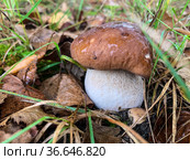 Cep, white mushroom or boletus - with brown cap one in the forest. Стоковое фото, фотограф Victoria Ivanova / Фотобанк Лори