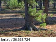 Pinus sibirica. Комель сосны сибирской в кедровой роще осенью, Ямало-Ненецкий автономный округ. Стоковое фото, фотограф Григорий Писоцкий / Фотобанк Лори