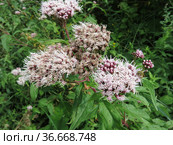 Посконник коноплевый (Eupatorium cannabinus) (2021 год). Редакционное фото, фотограф Татьяна Т / Фотобанк Лори