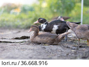 Индоутки в загоне. Стоковое фото, фотограф Типляшина Евгения / Фотобанк Лори