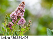 Pink flowers of the Spiraea douglasii. Стоковое фото, фотограф EugeneSergeev / Фотобанк Лори