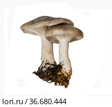 Two mushrooms ryadovka gray or govorushka dymchatayaon a white background isolated. Стоковое фото, фотограф Наталья Волкова / Фотобанк Лори