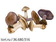 Forest mushrooms ryadovka smoky and purple on a white background isolated. Стоковое фото, фотограф Наталья Волкова / Фотобанк Лори