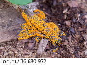 Гриб- слизевик леокарпус ломкий (Leocarpus fragilis) на стволе садовой гортензии. Северная Карелия. Россия. Стоковое фото, фотограф Наталья Осипова / Фотобанк Лори