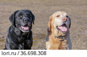 Labrador dogs black and fawn are sitting side by side and looking in the same direction. Стоковое фото, фотограф Олег Елагин / Фотобанк Лори