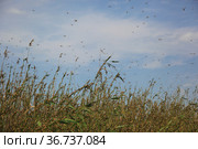 Locusts in the Volga delta in July, Astrakhan, Russia. Саранча в дельте Волги. Стоковое фото, фотограф Oleg Borunov / Фотобанк Лори