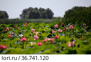 Поле цветов лотоса в дельте Волги. The blooming of pink lotus in Astrakhan region, river, summer. Russia wild nature. Стоковое фото, фотограф Oleg Borunov / Фотобанк Лори