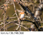 Вьюрок или юрок (Fringilla montifringilla) - Brambling. Стоковое фото, фотограф Галина Савина / Фотобанк Лори