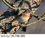 Вьюрок, или юрок (Fringilla montifringilla) - Brambling. Стоковое фото, фотограф Галина Савина / Фотобанк Лори