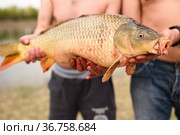 Пойманный большой сазан в руках мужчин. Стоковое фото, фотограф Игорь Низов / Фотобанк Лори