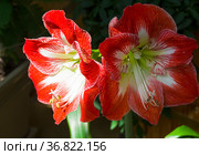 Цветущий гиппеаструм (Hippeastrum hybridum) Стоковое фото, фотограф Сергей Рыбин / Фотобанк Лори