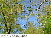 Хмелеграб обыкновенный (Ostrya carpinifolia Scop). Мужские сережки на фоне неба. Стоковое фото, фотограф Ирина Борсученко / Фотобанк Лори