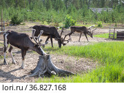 Three domesticated reindeer graze in the taiga near human habitation. Стоковое фото, фотограф Круглов Олег / Фотобанк Лори