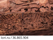 bark of Pinus canariensis, fire-resistant Canary pine, damaged in wildfire and consequently by Bark beetles natural background (2021 год). Стоковое фото, фотограф Tamara Kulikova / Фотобанк Лори