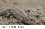 Small lizard looks out the victim on the ground in the forest. Стоковое видео, видеограф Dzmitry Astapkovich / Фотобанк Лори