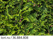 Green hedgerow wall macro photo of evergreen leaves. Стоковое фото, фотограф EugeneSergeev / Фотобанк Лори
