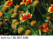 Гайлардия гибридная (лат. Gaillаrdia hybrida) Стоковое фото, фотограф lana1501 / Фотобанк Лори