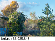 Clematis vitalba, Old Man's Beard climber in garden at fall. Стоковое фото, фотограф Короленко Елена / Фотобанк Лори