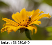 Flowering Tithonia diversifolia aka tree marigold, natural macro floral background. Стоковое фото, фотограф Tamara Kulikova / Фотобанк Лори