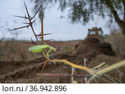 Praying mantis sits on a branch on background bul'dozer. Closeup of mantis insect. Стоковое фото, фотограф Некрасов Андрей / Фотобанк Лори