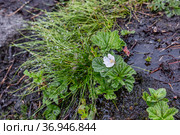 Цветущий куст морошки на болоте после дождя. Карелия. Россия. Стоковое фото, фотограф Наталья Осипова / Фотобанк Лори