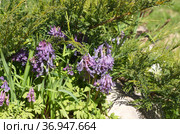 Хохлатка Галлера, или Хохлатка плотная (лат. Corydalis halleri, Corydalis solida ) цветет на клумбе весной. Стоковое фото, фотограф Елена Коромыслова / Фотобанк Лори