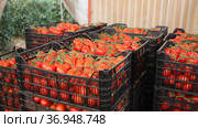 Crates with harvest of ripe red tomatoes in greenhouse. Стоковое видео, видеограф Яков Филимонов / Фотобанк Лори