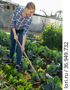 Woman hoeing in garden. Стоковое фото, фотограф Яков Филимонов / Фотобанк Лори