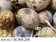 Food background top view of quail eggs close-up containing vitamin A, B, PP, B12, amino acids, beta-carotene, calcium, magnesium, iron, phosphorus, protein, choline, riboflavin, folic acid, selenium. Стоковое фото, фотограф Светлана Евграфова / Фотобанк Лори