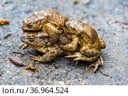Male frogs try to mate with one female. Vsevolozhsk. Leningrad region. Стоковое фото, фотограф Алексей Маринченко / Фотобанк Лори