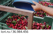 Farmers packing cherry from buckets into crates. Стоковое видео, видеограф Яков Филимонов / Фотобанк Лори